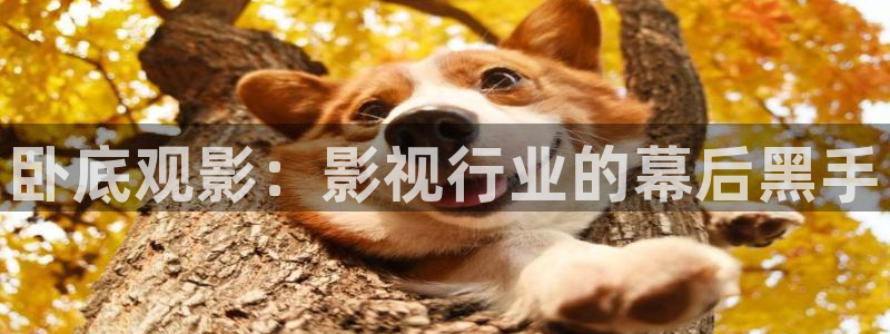 星辰影视破解版
